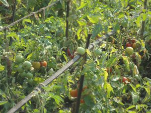 photos-for-web-8-1-300x225-1